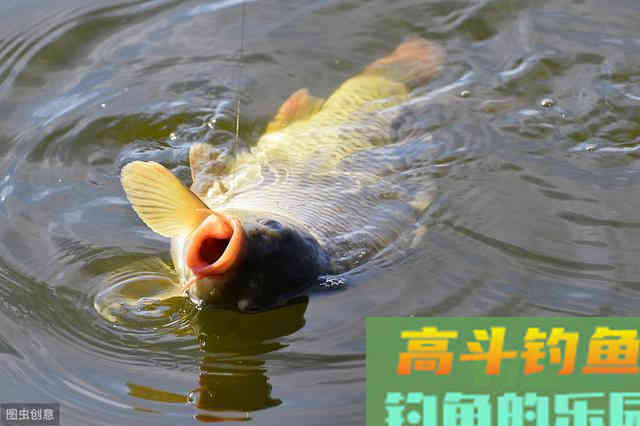 秋天钓鲤鱼，老钓手这么“调钓”，上鱼率高的不像话