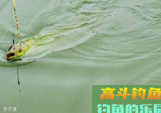 用调四钓二调漂时应注意的几个问题