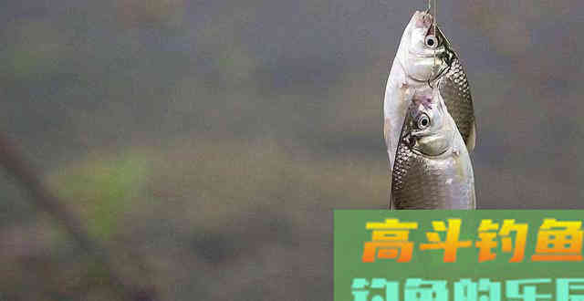 野钓河流遇走水一招教你钩鱼嘴