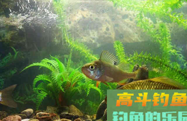自然水域作钓会调漂就能上鱼吗？学会这两点野钓调漂上鱼多