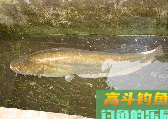 5种鱼咬钩引起的漂相