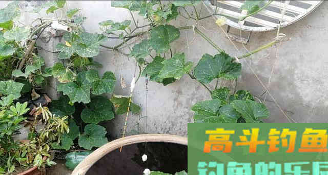 双钩带饵调漂，有两点要注意