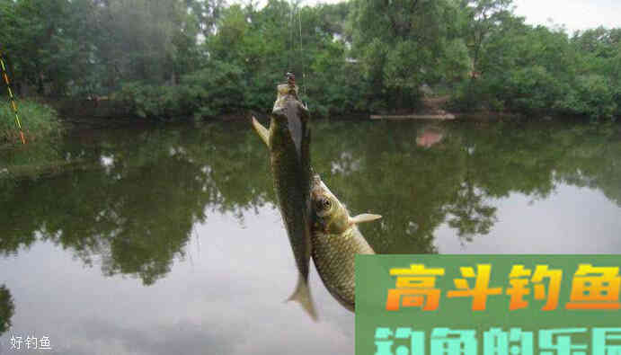 台钓调漂技巧精华，适合台钓入门新手