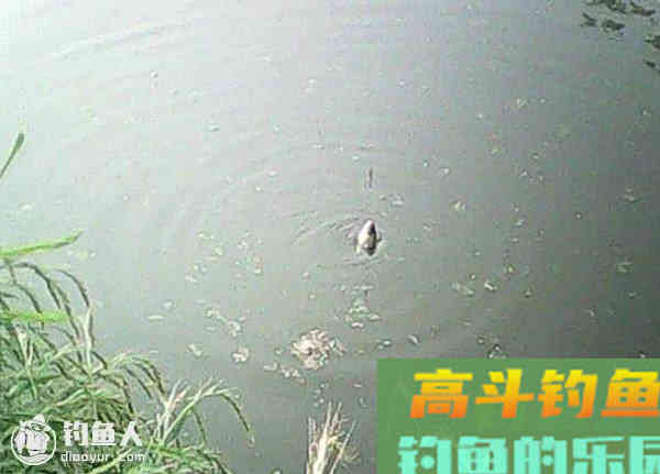 图解鲫鱼的常见咬钩信号漂像
