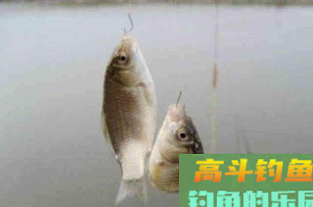 遇到鱼口不好时，可以采用的一些调钓技能