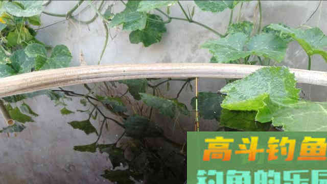 加粗目浮漂为什么不能调平水钓几目
