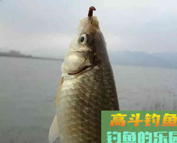 什么是调漂找口，就是调整钩饵位置，方便鱼找口