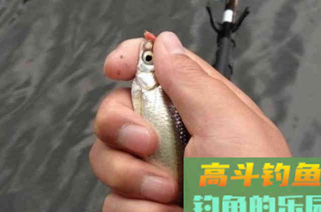 鱼情不好时，我只需这样调整浮漂