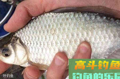 冬钓遇到鱼口轻，通过调漂来解决