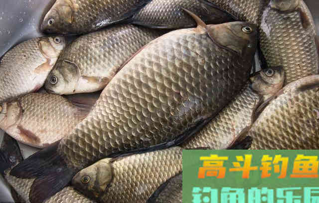 冬季鱼口轻，调钓宜钝不宜灵，原因就在这