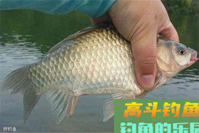 冬季钓鱼如何调漂，才能准确抓住鱼口