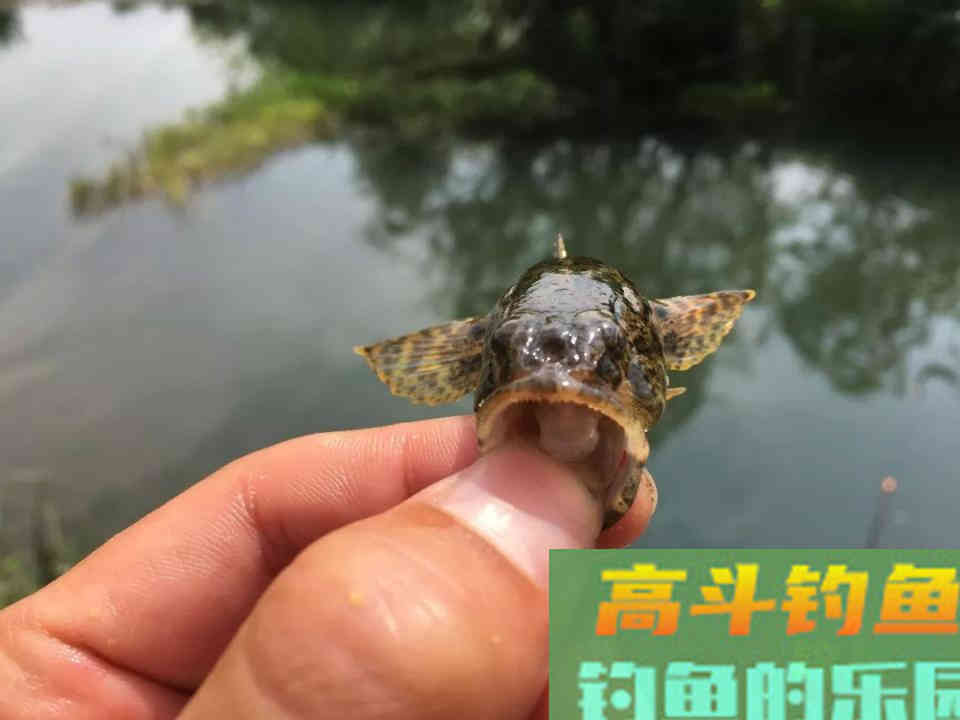 钓浮需要钓多深？钓半水、钓离底和钓水皮的区别和应用