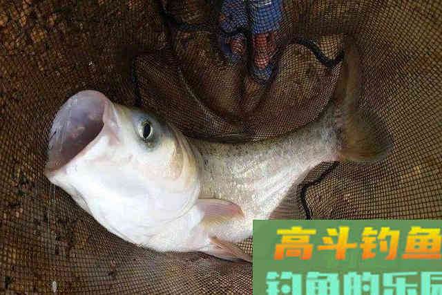 野钓这几种钓况应该果断更换调漂方法
