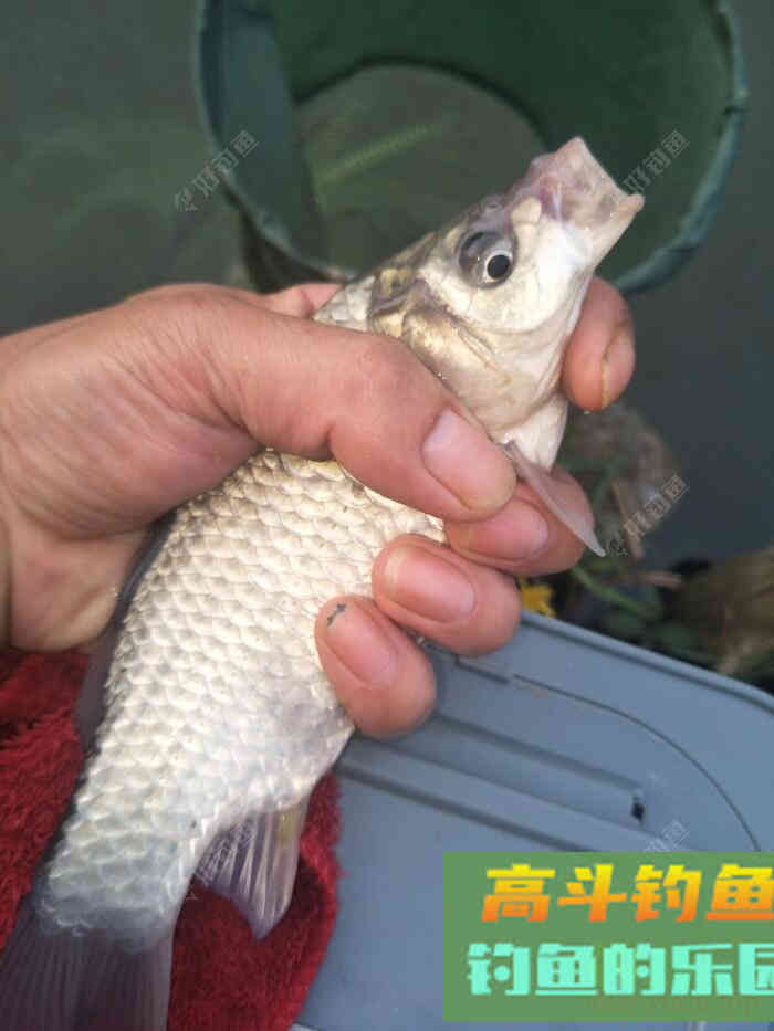 钓鱼小白调漂方法，请大师指正