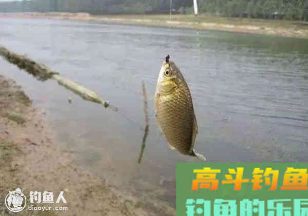 探讨调漂钓钝在野钓中的意义