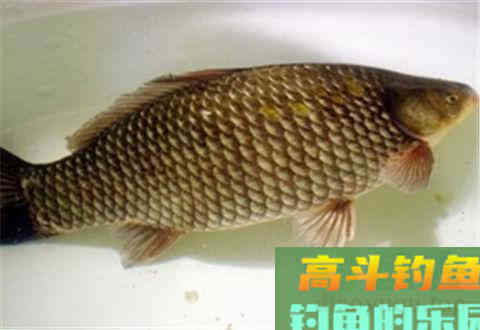春天钓鲫鱼要怎么调漂？技巧分享