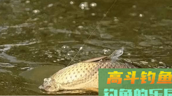 冬季钓鲫鱼怎么调漂？