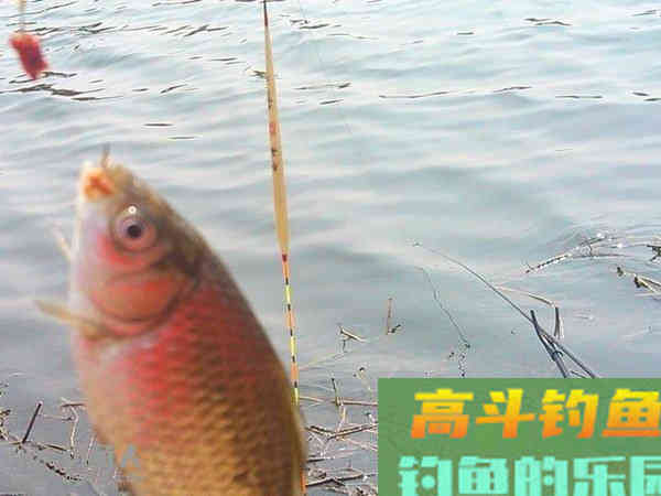 浅谈台钓调漂之顿口中鱼的见解