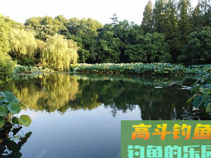 浮漂性能与调钓技巧，调好漂是爆护最关键一步