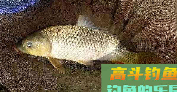 野钓鲤鱼调漂，可以调灵也可以调顿