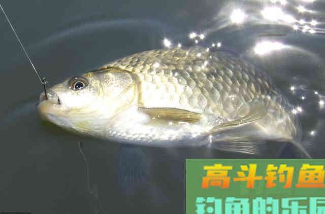 冬季鱼口轻，调钓宜钝不宜灵，原因就在这