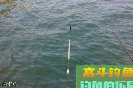 如何看漂相判断吃饵对象鱼的技巧