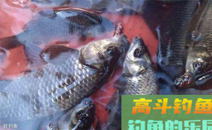 秋季野钓调漂技巧，别一再迷恋台钓的调四钓二