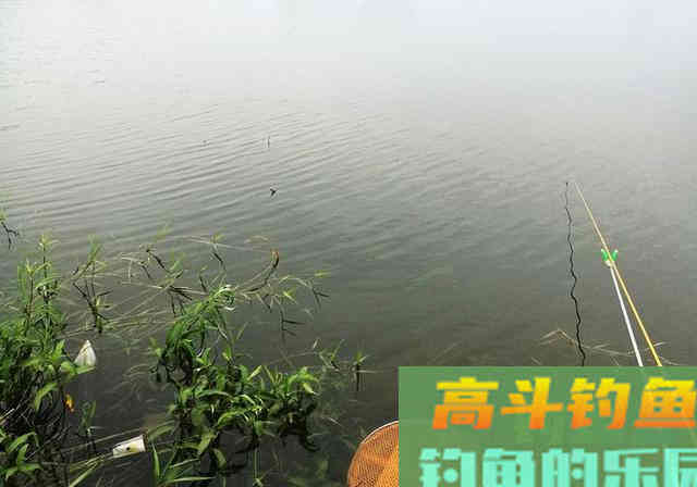 浮漂有力下沉，提竿却无鱼！钓友别发愁，来看看