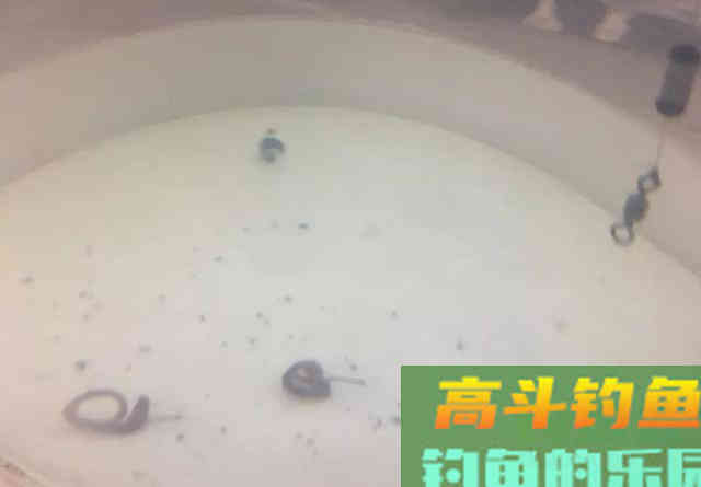 天冷鱼口轻，如何让浮漂动作更大？调漂很关键