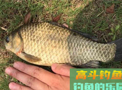 野钓鱼情复杂，调漂钓灵还是钓钝？2个技巧解析