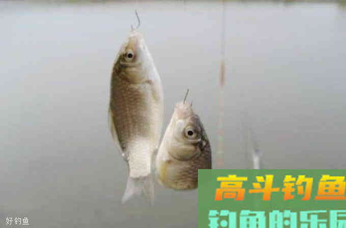 这是我钓鱼16年积累的调漂经验，钓鱼人就得进益求精