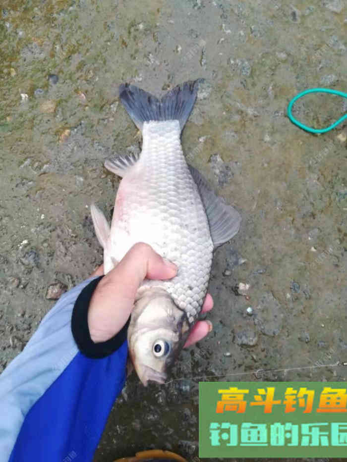 蚯蚓个作钓，钓半水调漂法！及垂钓方法