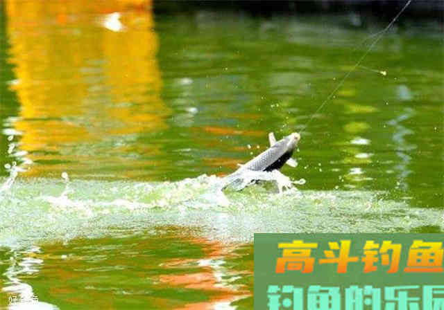 如何根据鱼情进行调漂？看这三点即可