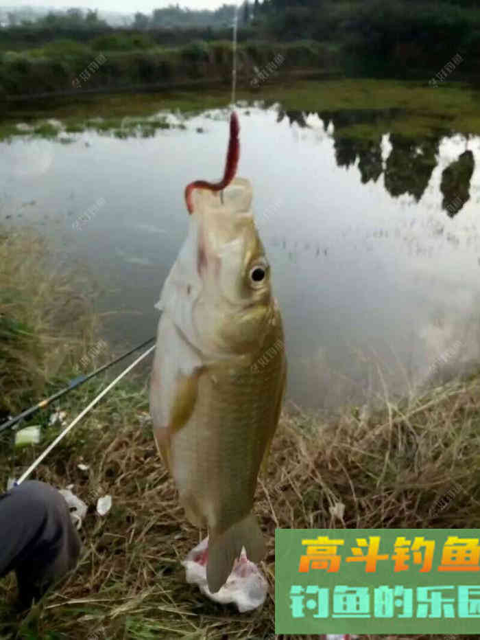 蚯蚓个作钓，钓半水调漂法！及垂钓方法
