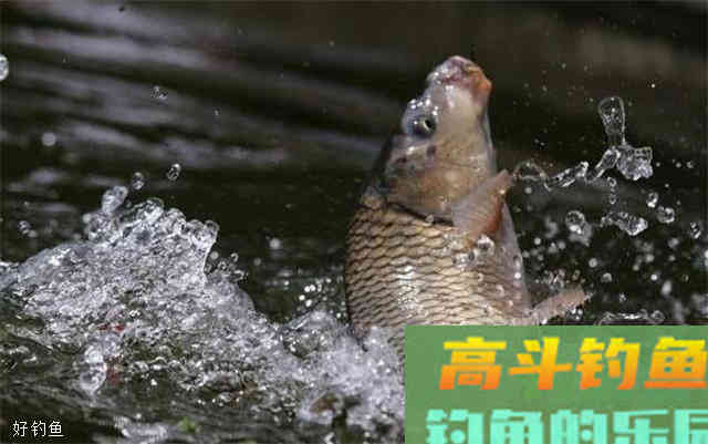 黑坑野钓高手告诉你如何调漂