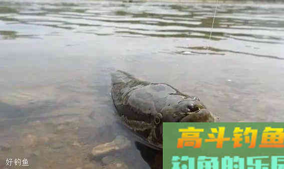 浮漂没动作却中鱼，只是钓得太钝？