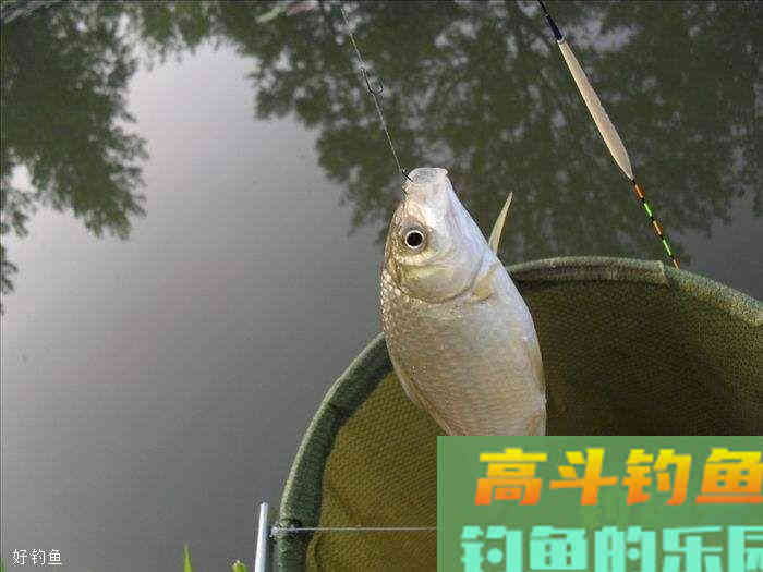 李保安的经典7步无钩调漂法，调漂其实很简单