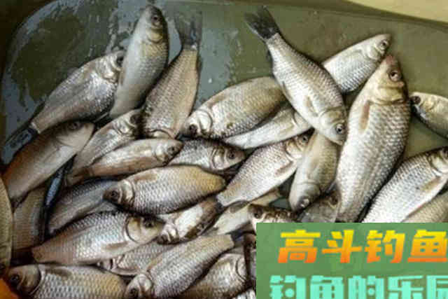 一入冬，鱼就更难钓了，庆幸我有这调钓思路