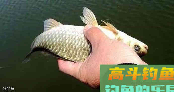 冬季钓鲫鱼应该如何正确地调漂