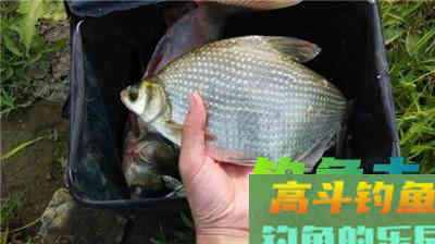 传统星漂钓常见对象鱼的不同漂相