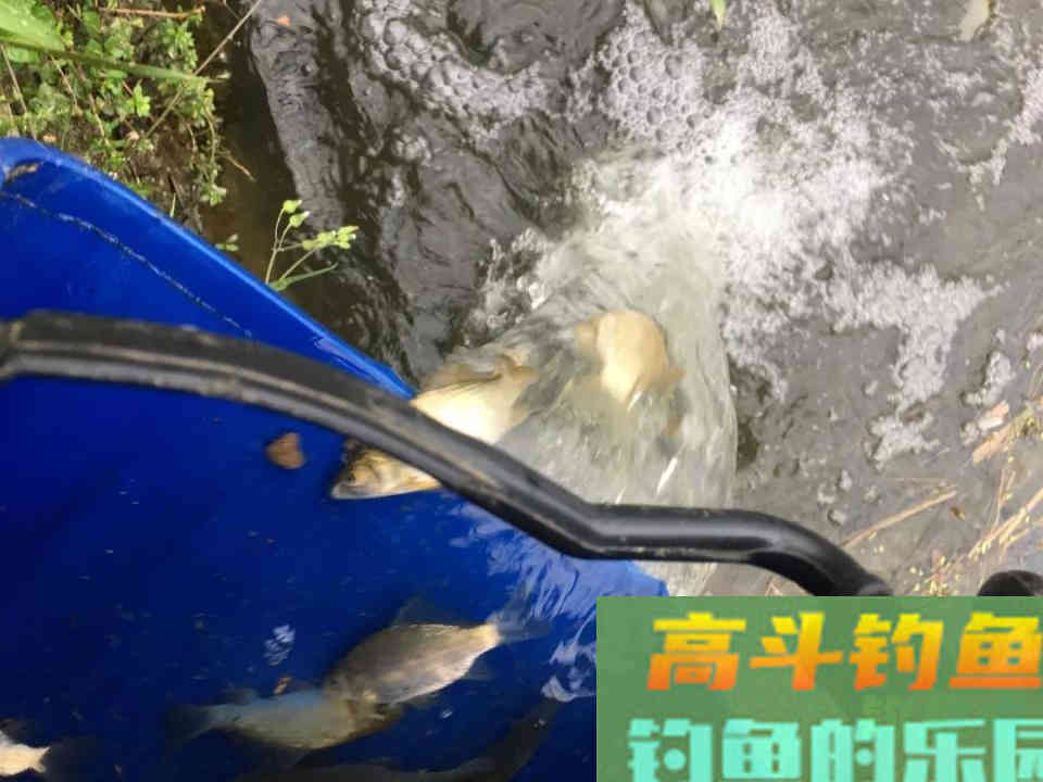 钓浮需要钓多深？钓半水、钓离底和钓水皮的区别和应用