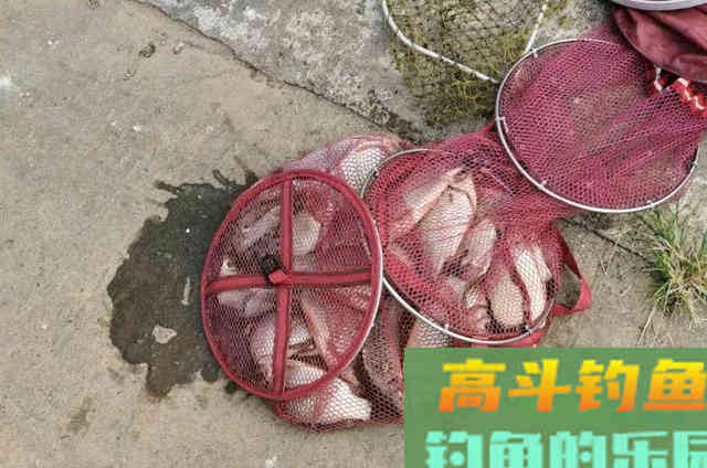 台钓遇到特殊鱼情时,需要记住的一些浮漂调整方案 台钓遇到特殊鱼情时,需要记住的一些浮漂调整方案