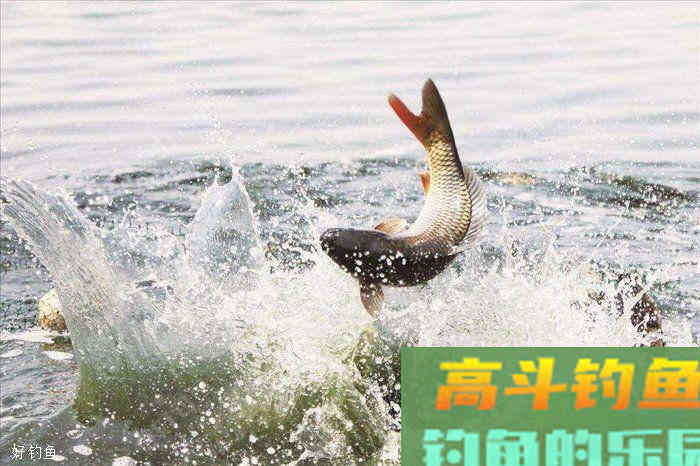 冬季黑坑钓鲤鱼快速调漂法，经验之谈