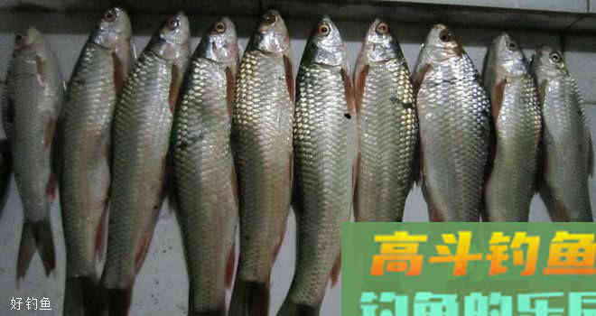 用红虫钓鱼怎么调漂才能精确抓到口？