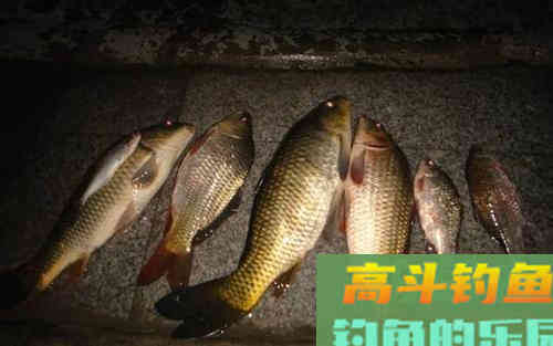 夜钓用漂观漂，选什么类型的夜钓漂，就要用相应的调漂思路