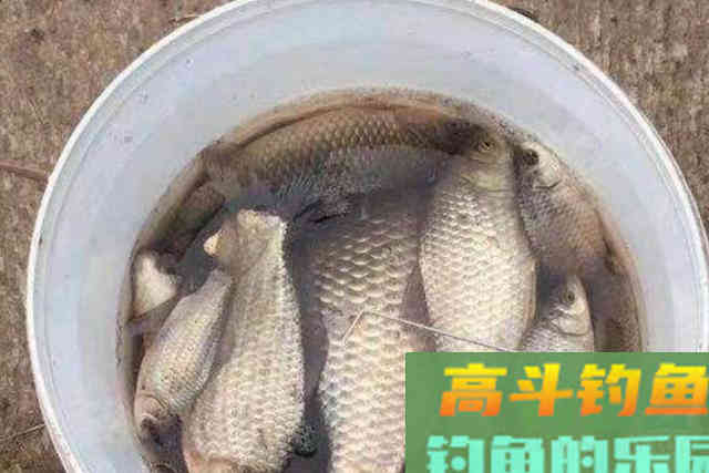 冬钓鱼获总不好？老钓手提醒：那是你浮漂没调好