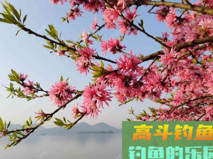 闲谈下野钓调漂的问题