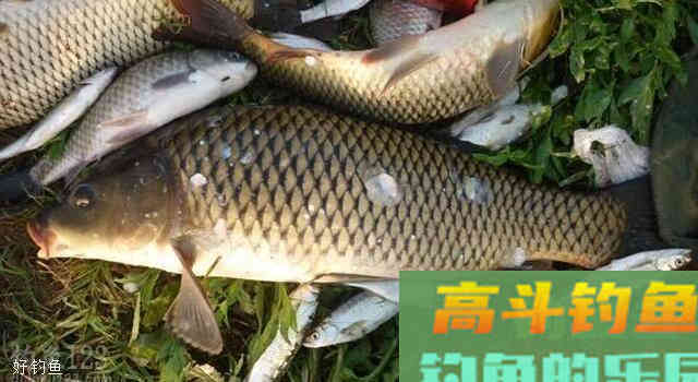 5个小诀窍告别秋季台钓总不咬钩