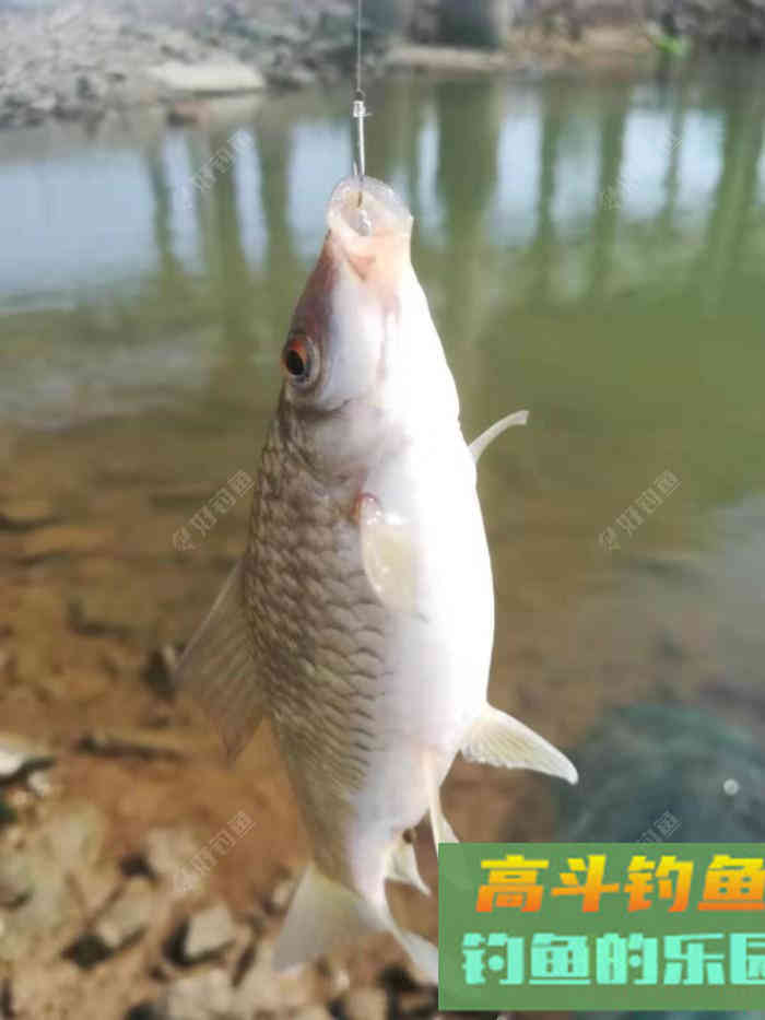 吃铅大的浮漂如何调，在钓顿情况下又如何调漂