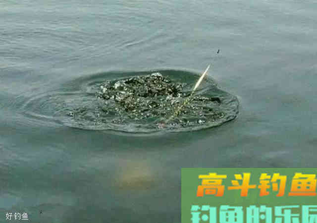 看准4种漂相，把握最佳的提竿时机技巧